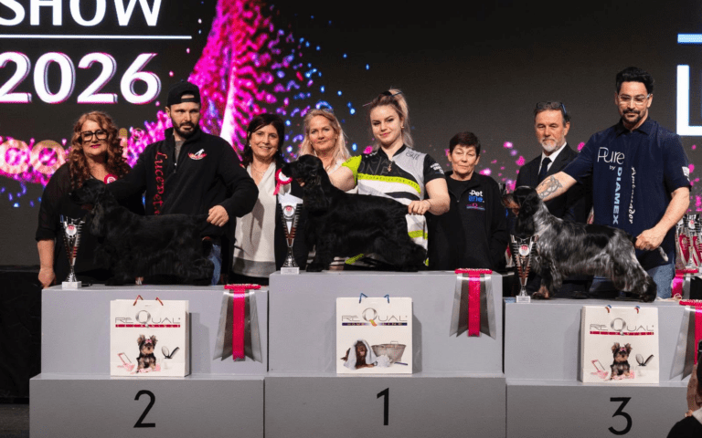 MASTERSHOW CYRIL 1